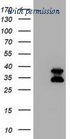 OriGene TA800433AM image 1