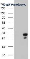OriGene TA800436BM image 1