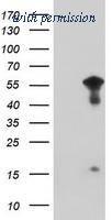 OriGene TA800440S image 1