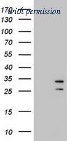 OriGene TA800442BM image 1