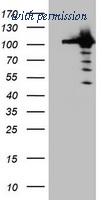OriGene TA800444BM image 1