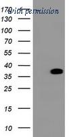 OriGene TA800450AM image 1