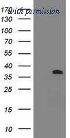 OriGene TA800451AM image 1
