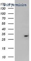 OriGene TA800452AM image 1