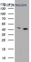 OriGene TA800454S image 1
