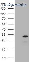 OriGene TA800464S image 1