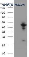 OriGene TA800467AM image 1