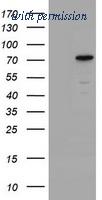 OriGene TA800469S image 1