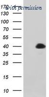 OriGene TA800471BM image 1