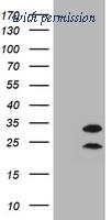 OriGene TA800487BM image 1