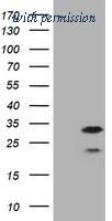 OriGene TA800488AM image 1