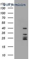 OriGene TA800489BM image 1