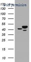 OriGene TA800491AM image 1