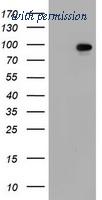 OriGene TA800496AM image 1