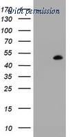 OriGene TA800497AM image 1