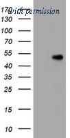 OriGene TA800512AM image 1