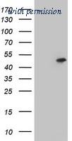 OriGene TA800524BM image 1