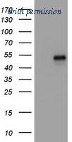 OriGene TA800525AM image 1