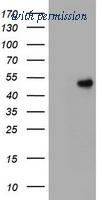 OriGene TA800528BM image 1