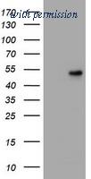OriGene TA800529S image 1