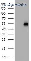 OriGene TA800532BM image 1