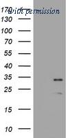 OriGene TA800534AM image 1