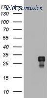 OriGene TA800550BM image 1