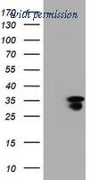 OriGene TA800558AM image 1