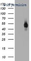OriGene TA800561AM image 1