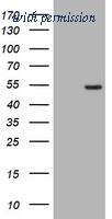 OriGene TA800563S image 1