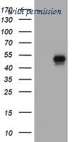 OriGene TA800565AM image 1