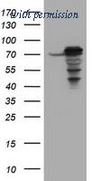OriGene TA800568AM image 1