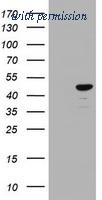 OriGene TA800569BM image 1