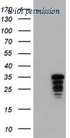 OriGene TA800571AM image 1