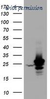 OriGene TA800574AM image 1