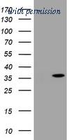 OriGene TA800575AM image 1
