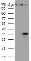 OriGene TA800586S image 1