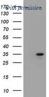 OriGene TA800591BM image 1