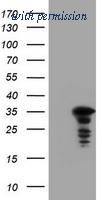 OriGene TA800592BM image 1