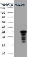 OriGene TA800593AM image 1
