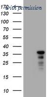OriGene TA800596AM image 1