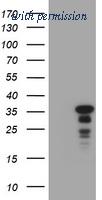 OriGene TA800603BM image 1