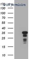 OriGene TA800604BM image 1