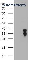 OriGene TA800611BM image 1