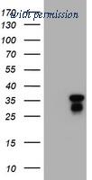 OriGene TA800612S image 1