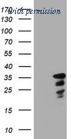 OriGene TA800614AM image 1