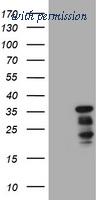 OriGene TA800615S image 1
