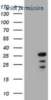 OriGene TA800621AM image 1