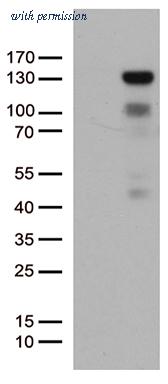 OriGene TA800629AM image 1