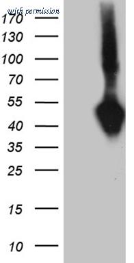 OriGene TA800632S image 1